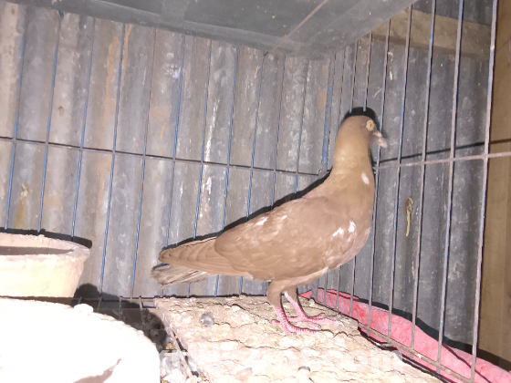 Red Baghdadi Homer Single Nor